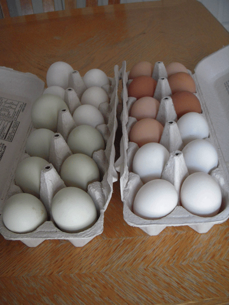 Eggs-from-Debra_1.gif