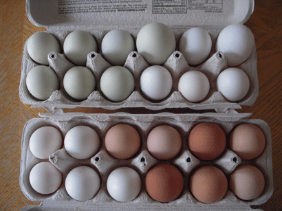 Eggs-from-Debra_2.gif